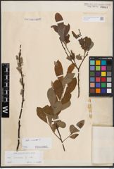 Foto von Salix cinerea L.